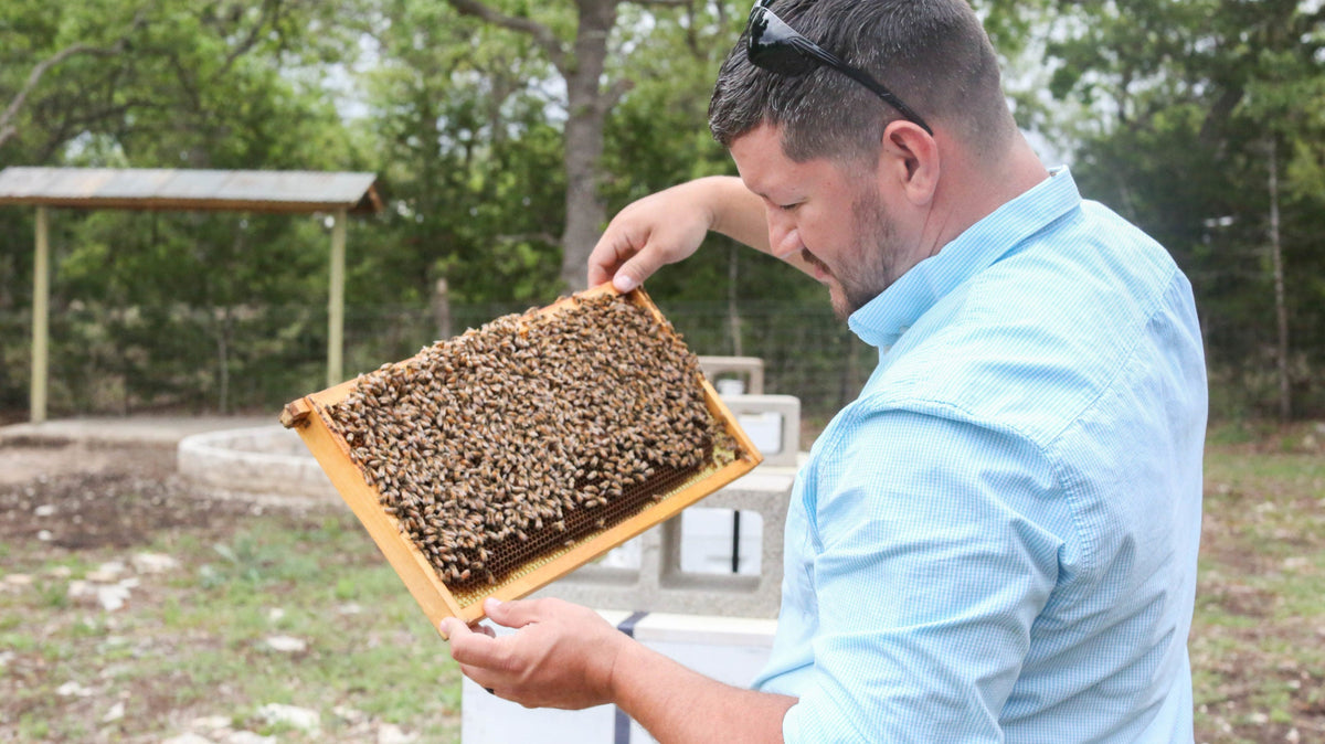 Honeycomb and beeswax, used by people for thousands of years