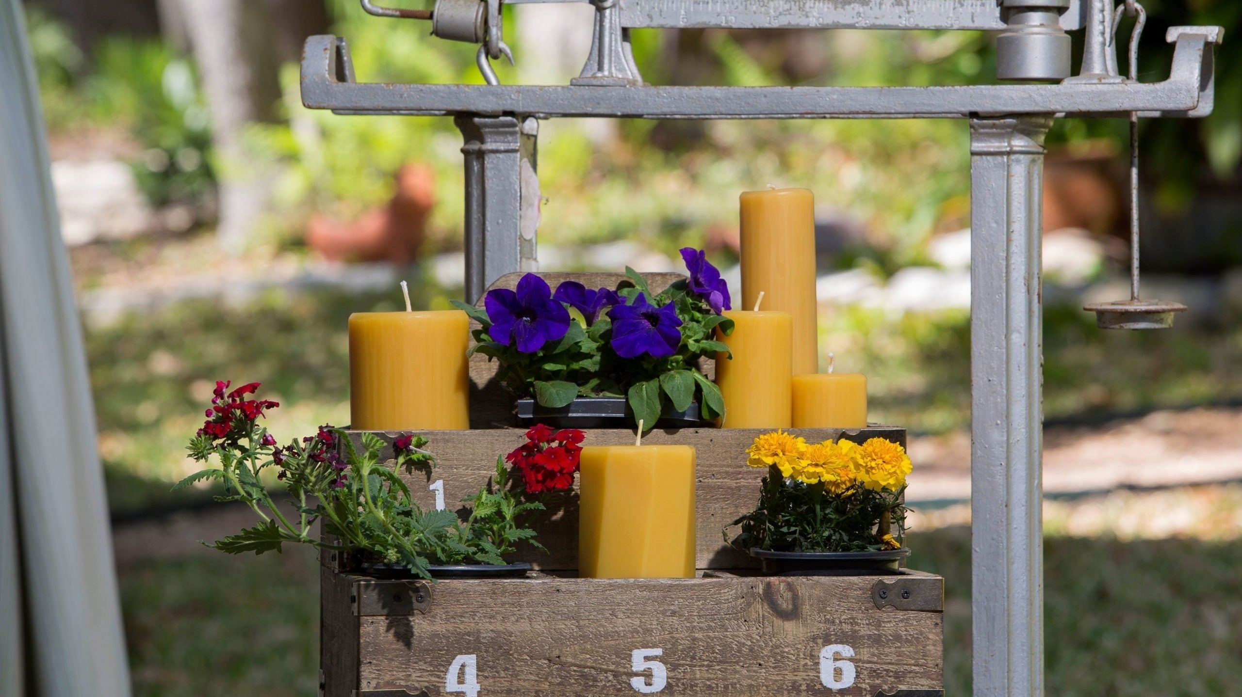 Planting a Bee-Friendly Garden for Pollinator Week