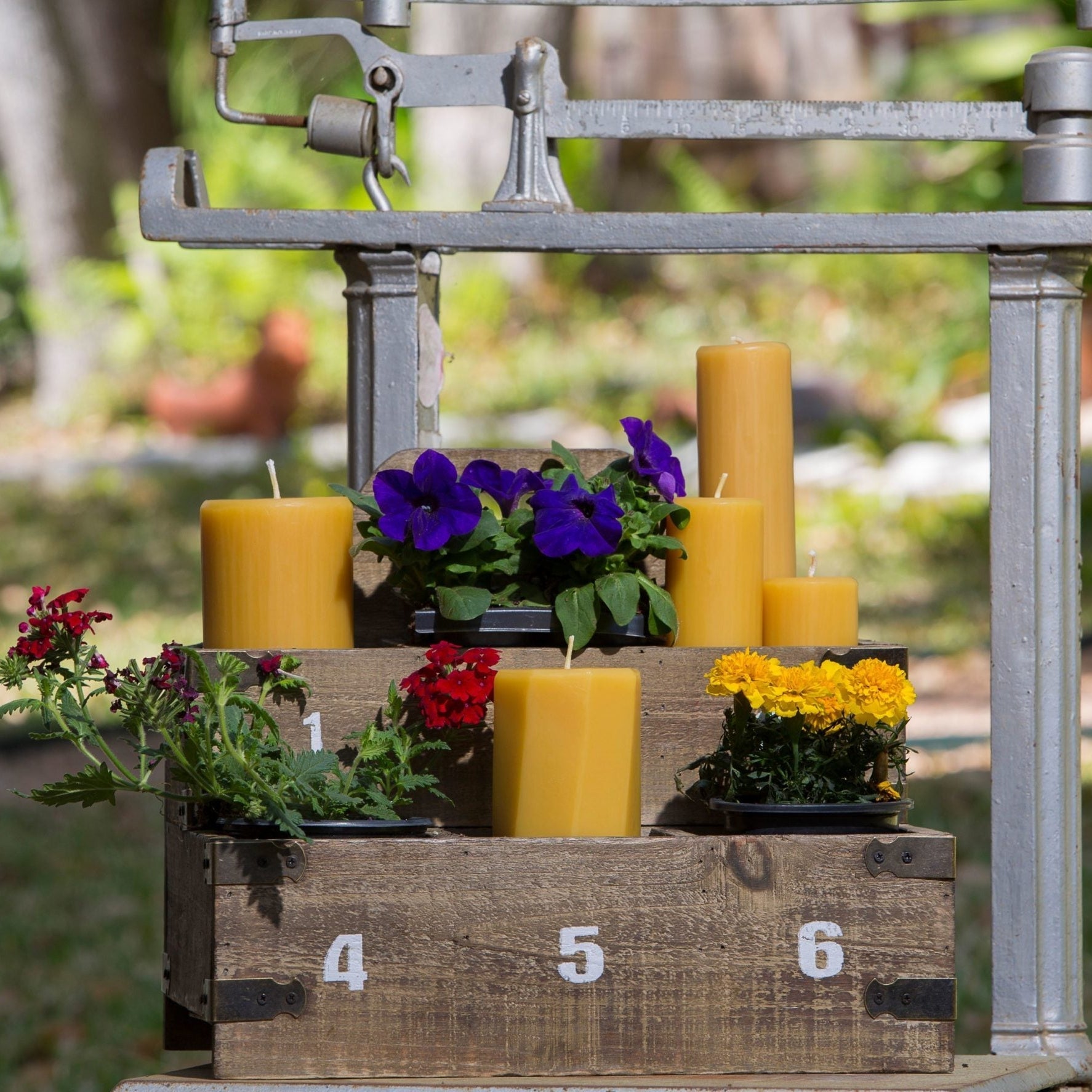 Planting a Bee-Friendly Garden for Pollinator Week