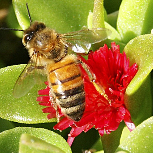 National Honey Bee Day