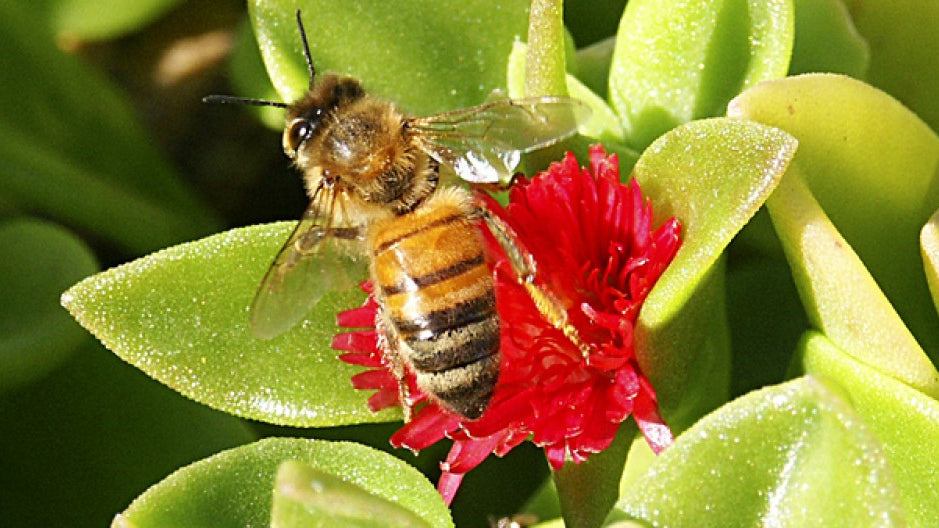 National Honey Bee Day