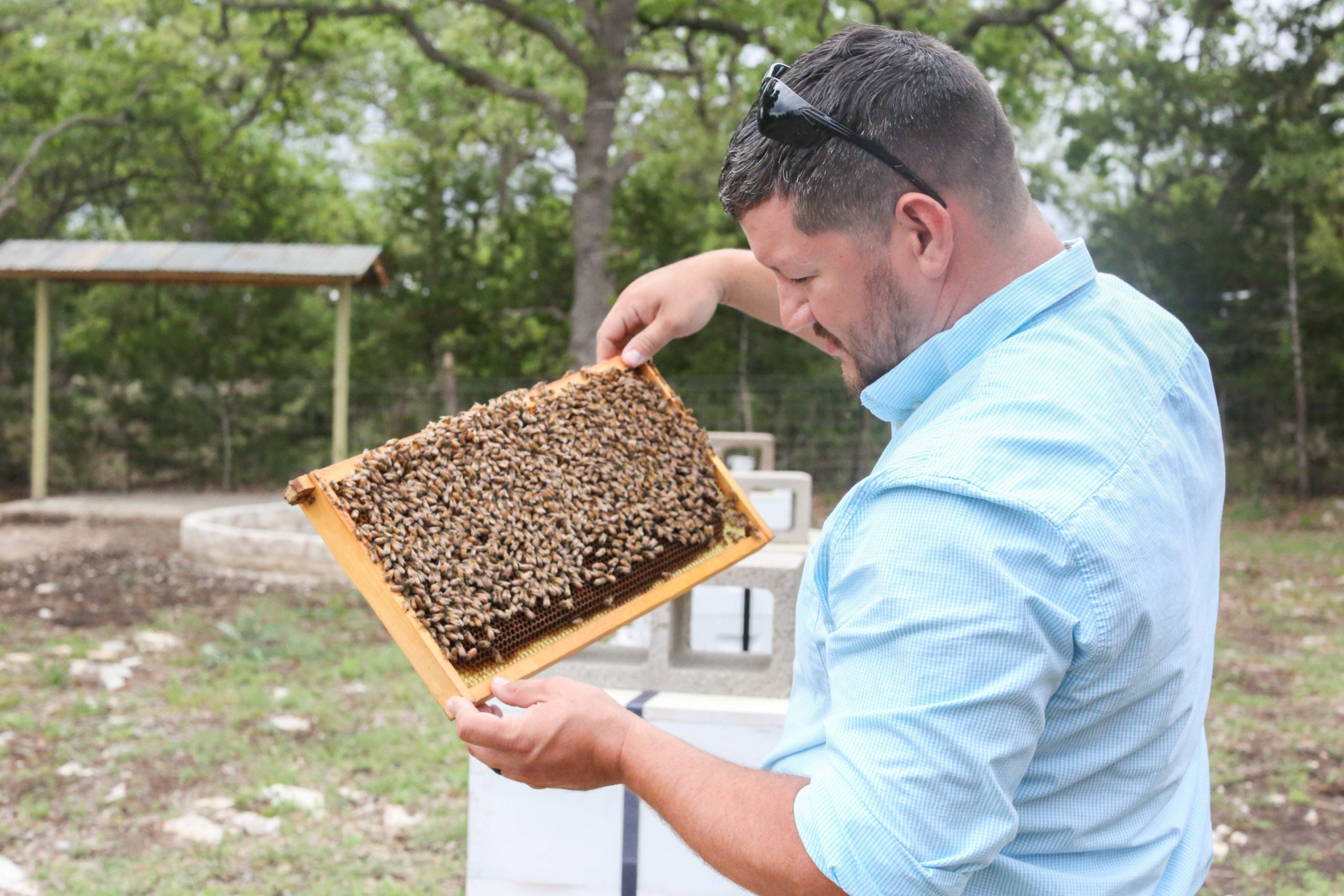 What is Beeswax? A Trip to the Bee Yard