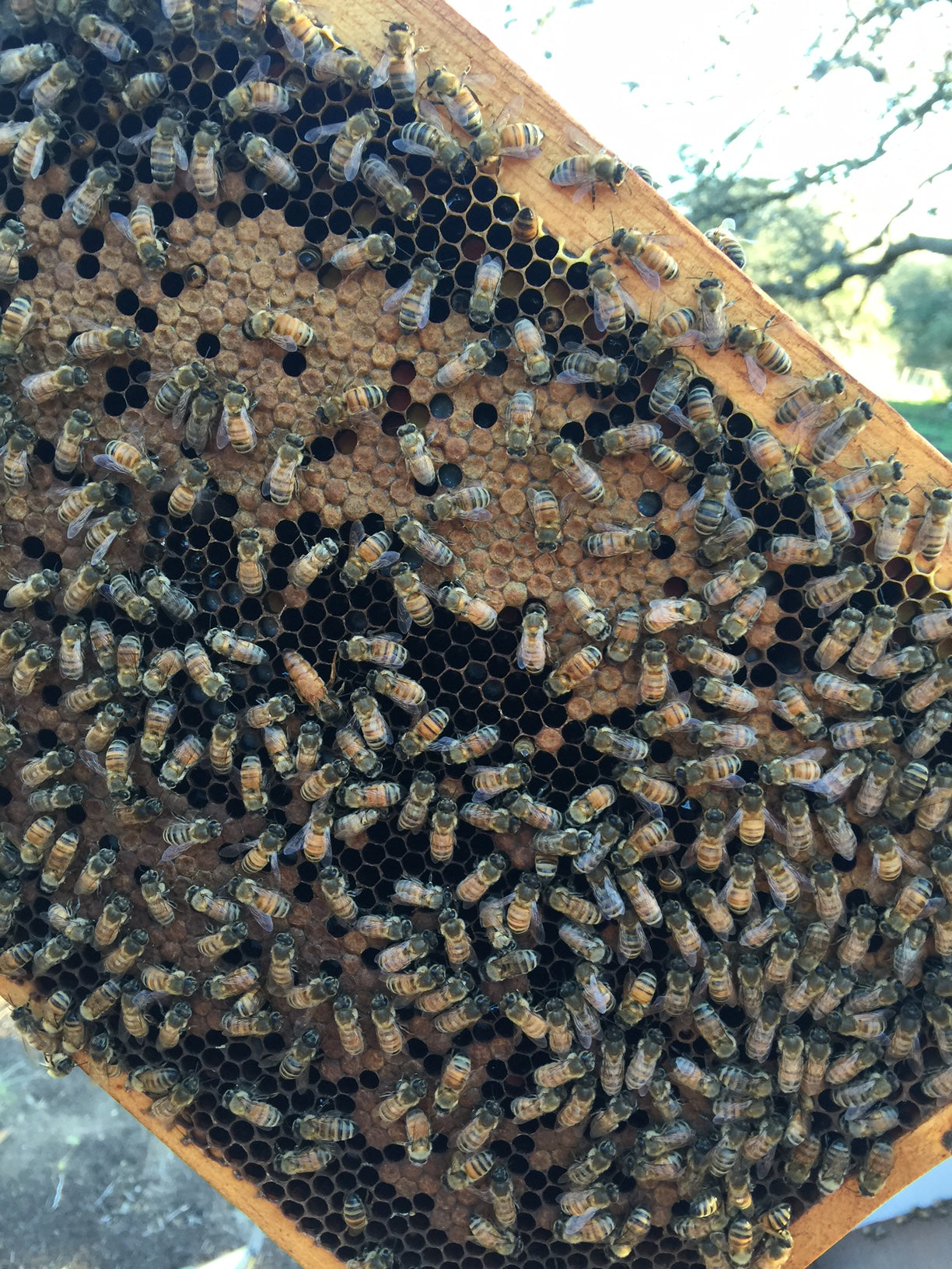 5 Fun Facts You Probably Didn’t Know About Bees