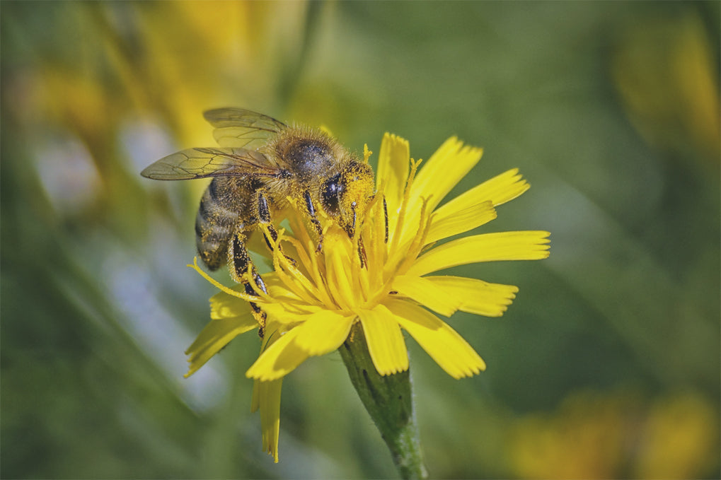 bees making wax