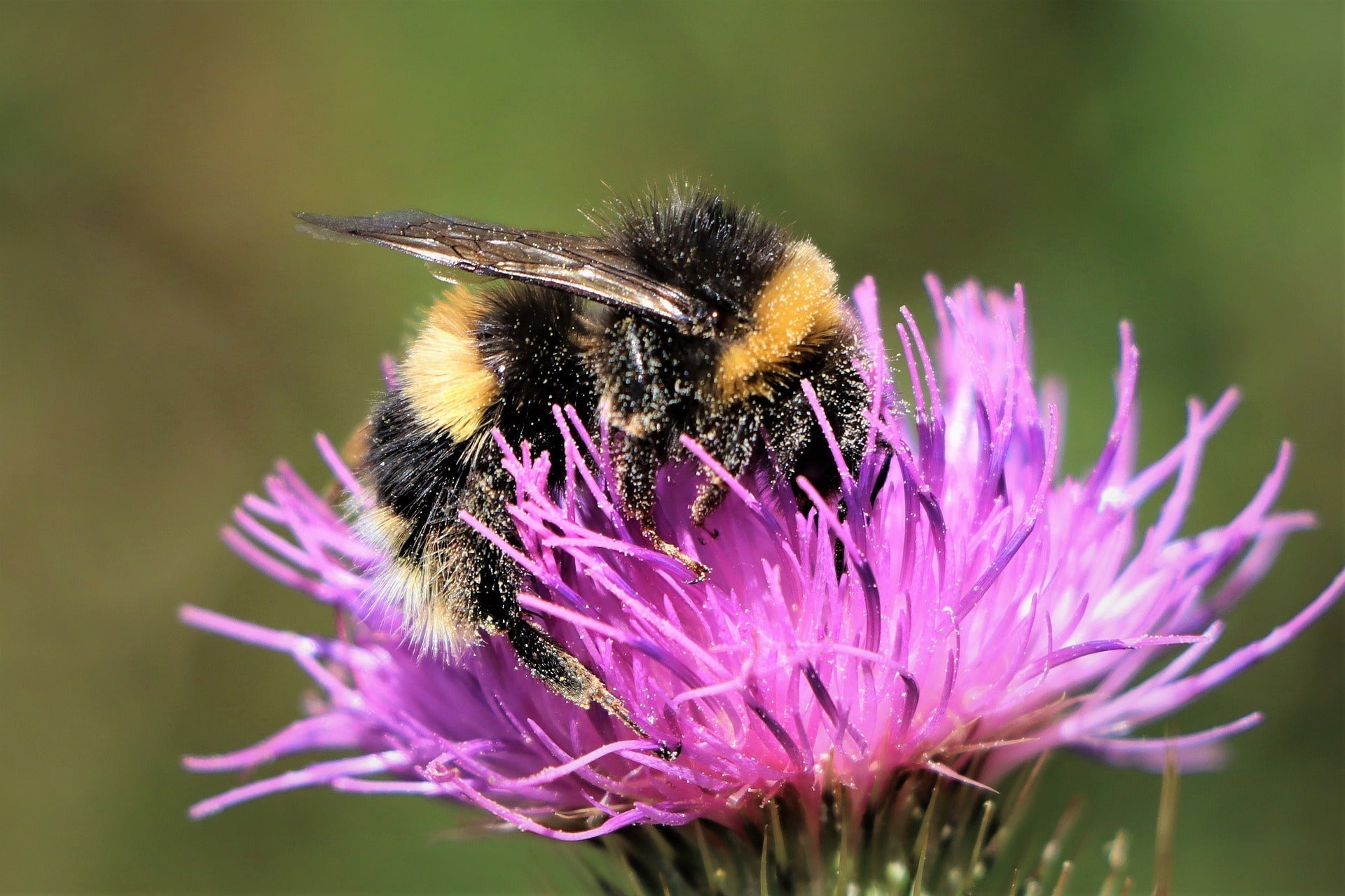 Meet the Bees: Bumblebees and Buzz Pollination