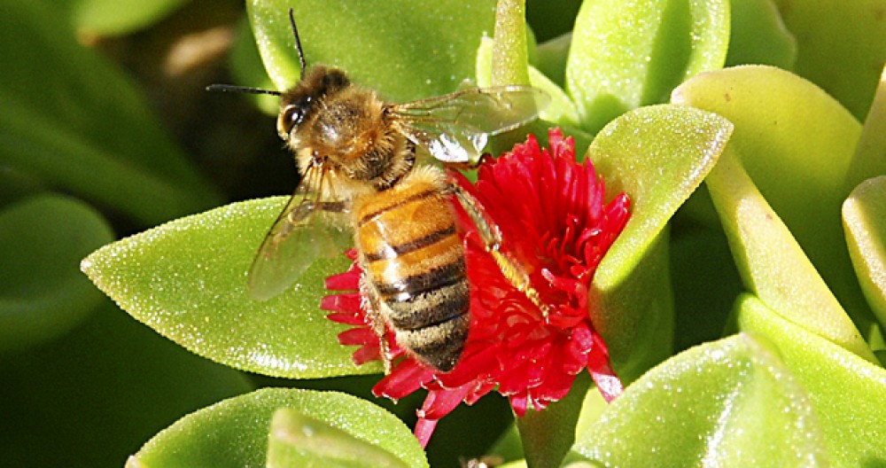 cropped-honey-bee-onredflower1