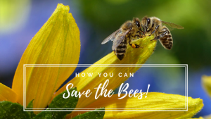 How You Can Help Save The Bees - BeeswaxCo.com